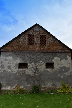 Hedera sarmal. Evin duvarının arkasında yapraklama önce bitki Fildişi.