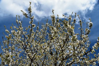 Güneşli bir günde ilkbaharda çiçekli kiraz ağaçları.