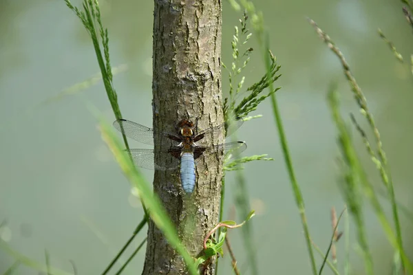 Modrý Dragonfly na stromě Vrba blízko rybníku-Odonata. — Stock fotografie