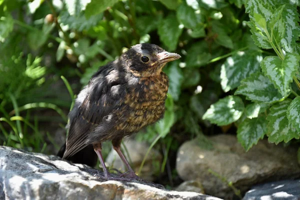 Женщина Blackbird - Turdus merula, птица на камне, солнечные лучи между растениями . — стоковое фото