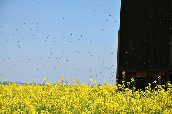Die Biene im Rapsfeld — Stockfoto