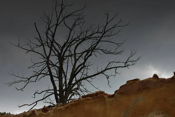 Suchý strom u spáleného domu — Stock fotografie