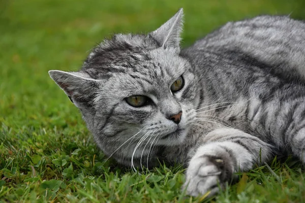 Eine grau gestromte Katze liegt mit erhobenem Kopf im Gras — Stockfoto