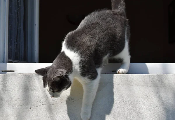 Gato preto e branco sobe pela janela para baixo — Fotografia de Stock
