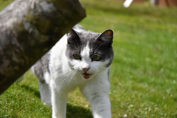 El gato blanco y negro en la hierba tiene la boca abierta Imagen de stock