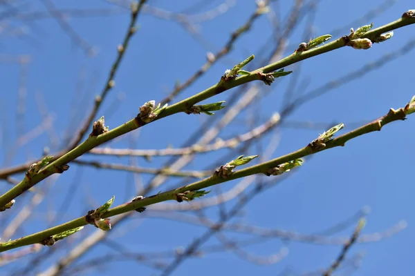 Brotes en una rama de melocotón, cielo azul . Fotos de stock libres de derechos