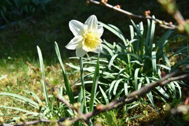 Nergis bahçede ilkbaharda çiçek açar.