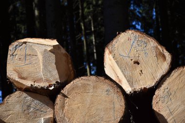 Bir yığın üzerinde ormandaki ağaçların kütükleri