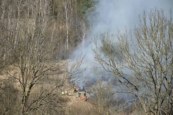 İtfaiyeciler ormanın yanında kuru ot ların söndürüldü, arı kovanları yakınında yükselen dumanlar — Stok fotoğraf