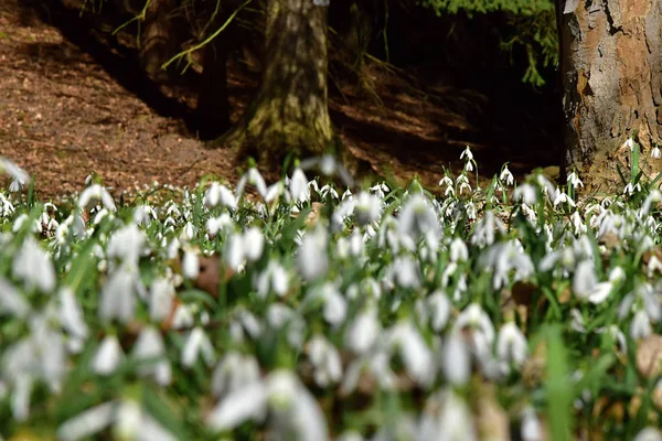 Amazing blooming snowdrops in the forest. — Stock Photo, Image