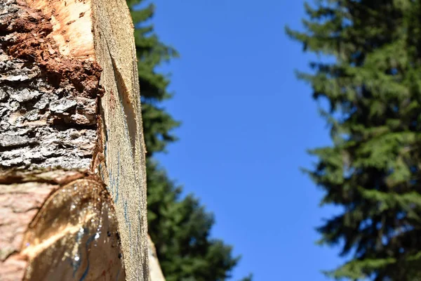 Os troncos das árvores na floresta — Fotografia de Stock