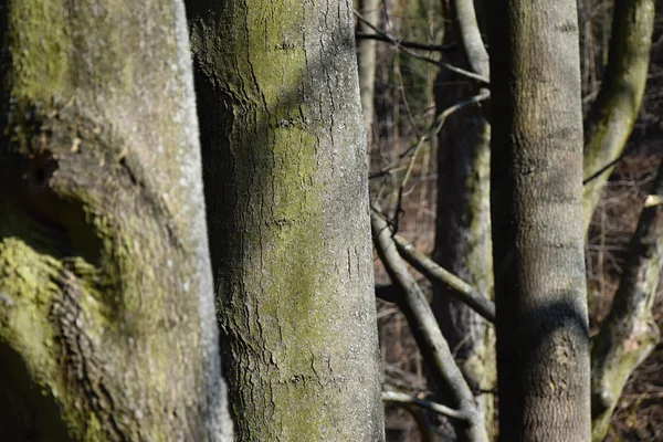 Asbomen voor het breken van nieuwe bladeren — Stockfoto