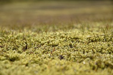 Yosun bahçe çim kaplı