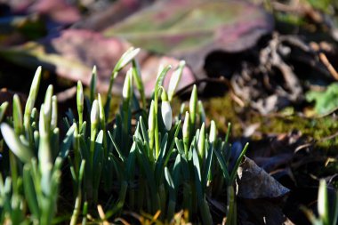 Topraktan çıkan baharda kardelenler