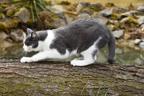 Schwarz-weiße Katze, um ihre Krallen am Holz zu schärfen. — Stockfoto