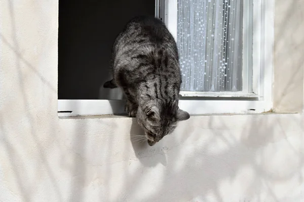 Cinza gato tabby salta da janela — Fotografia de Stock