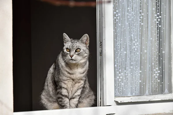Сірий таббі кіт, що дивиться у вікно . — стокове фото
