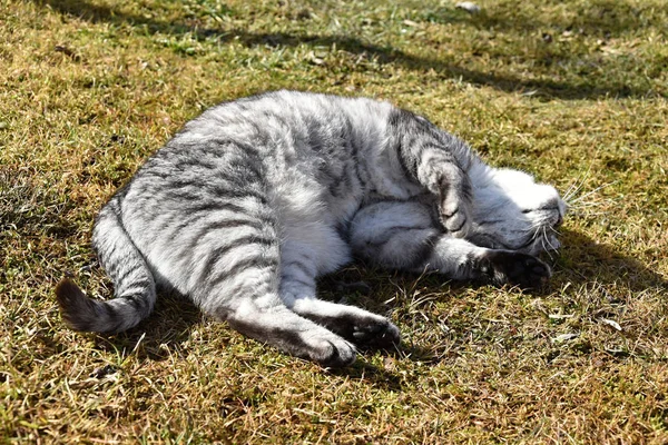 Kucing hitam tabby tergeletak di rumput, dagunya beristirahat — Stok Foto