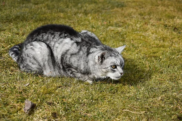 Grå tabby katt liggande i gräset. — Stockfoto
