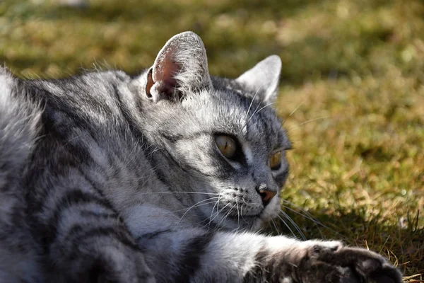 Otların arasında yalan gri tekir kedi — Stok fotoğraf