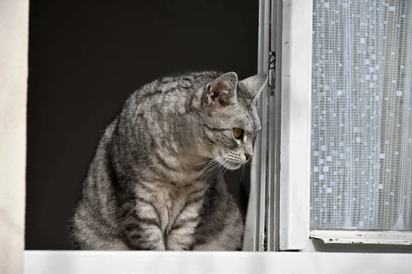 Gris tabby gato relojes desde la ventana — Foto de Stock