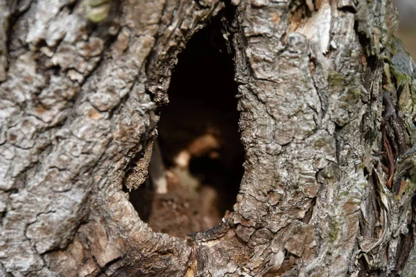 Hole in the old putrefied willow — Stock Photo, Image