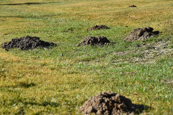 Molehill the garden mole. — Stock Photo, Image