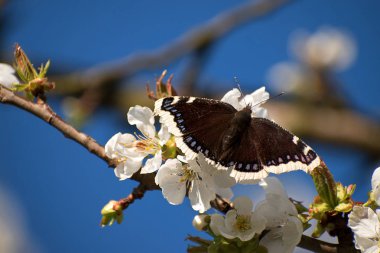 Kelebek Nymphalis antiopa kiraz çiçeği üzerinde. İlkbaharda beyaz kiraz çiçekleri. Mavi gökyüzü.