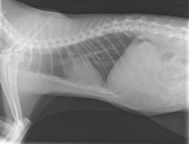 Yetişkin kedinin röntgen görüntüsü. X-ray göğüs kedisi