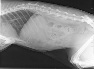 Yetişkin bir kedinin röntgen fotoğrafı. X-ray göğüs kedisi.