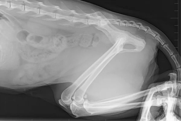 Yetişkin kedinin röntgen görüntüsü. X-ray arka bacak kedileri.