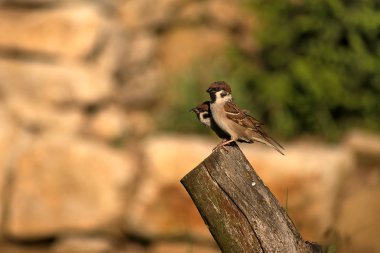 Yoldan geçen Montanus. Gün batımında odun üzerinde oturan iki serçe. Bulanık arka plan fotoğrafı.