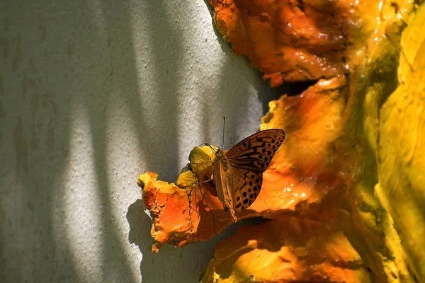 壁に掛かっているオレンジ色の彫刻に座っているオレンジ色の蝶. — ストック写真