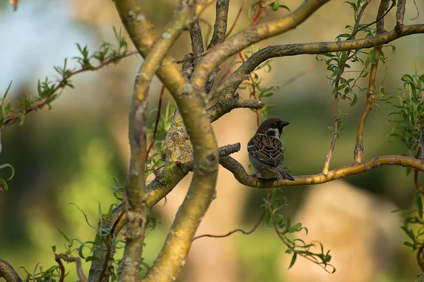 Passer Montanus. Sperling auf einem Weidenzweig sitzend. Unscharfes Hintergrundbild. — Stockfoto