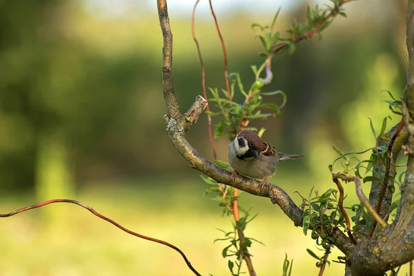 Passer Montanus. Sperling auf einem Weidenzweig sitzend. Unscharfes Hintergrundbild. — Stockfoto