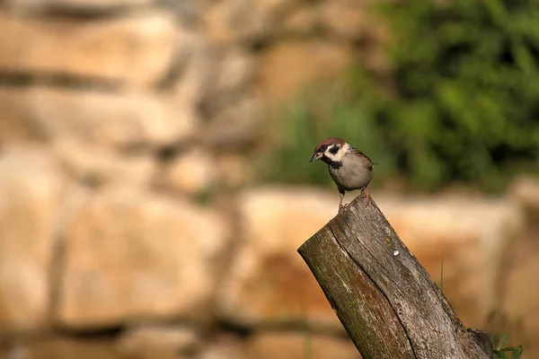 Passer Montanus. Sperling auf Holz sitzend bei Sonnenuntergang. Unscharfes Hintergrundbild. — Stockfoto