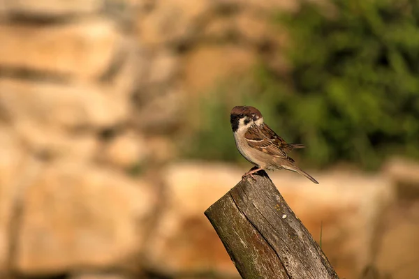 Passer montanus. Twee mussen zittend op hout bij zonsondergang. Onscherpe achtergrond foto. — Stockfoto