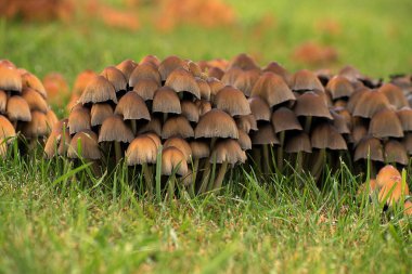 Coprinus micaceus. Bahçede çimenlerde yetişen mantar.