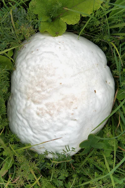 Langermannia gigantea. Gran hongo blanco creciendo en la hierba . —  Fotos de Stock