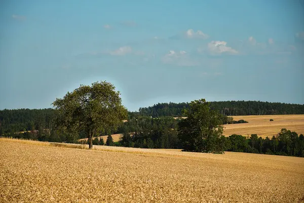 Ländliche Landschaft. Feld mit reifendem Korn. Wald und blauer Himmel. — Stockfoto