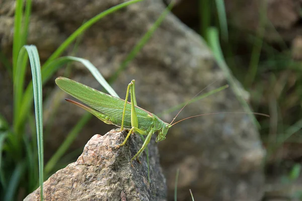 Tettigonie viridissima. Zelený kobylek sedí na kameni. Slunce svítí. — Stock fotografie