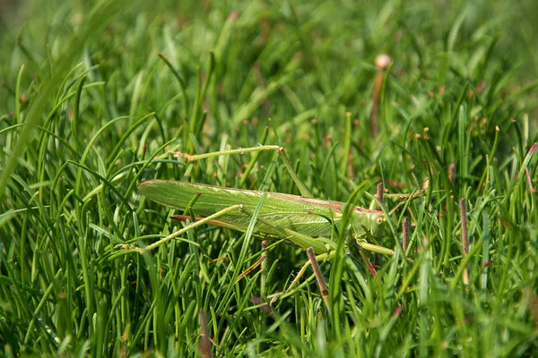 Tettigonia viridissima. Groene sprinkhaan in het gras. De zon schijnt. — Stockfoto