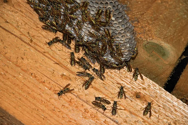 Vespula vulgaris. Ninho de vespas no sótão da casa . — Fotografia de Stock