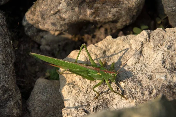 Tettigonie viridissima. Zelený kobylek sedí na kameni. Slunce svítí. — Stock fotografie