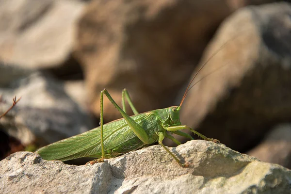 Tettigonie viridissima. Zelený kobylek sedí na kameni. Slunce svítí. — Stock fotografie