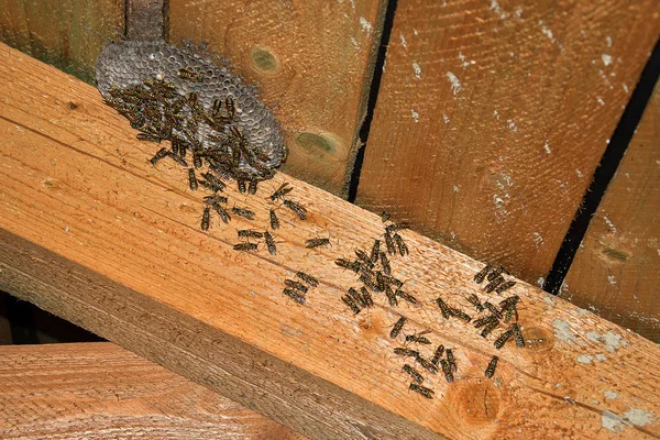 Vespula vulgaris. Nido de avispa en el ático de la casa . —  Fotos de Stock