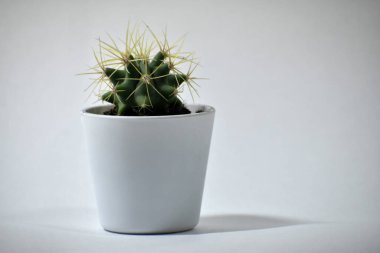 Beyaz arka planda bir tencerede kaktüs