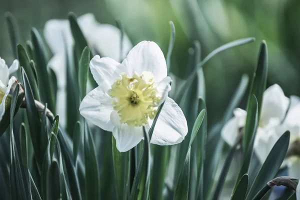 Цветок Нарцисса Винтажный Стиль — стоковое фото