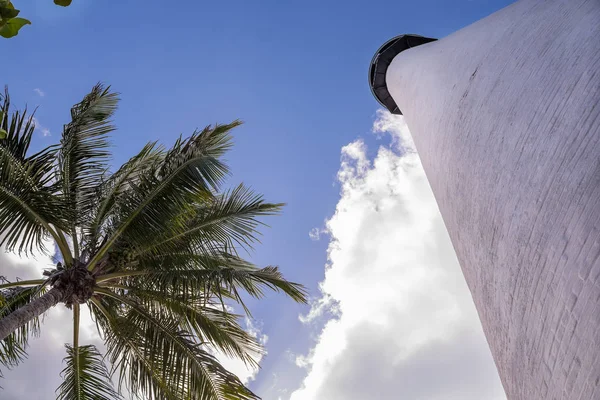 Deniz Feneri Kadar Görüntüleyebilir Gökyüzüne Karşı Palmiyeler Miami Abd — Stok fotoğraf