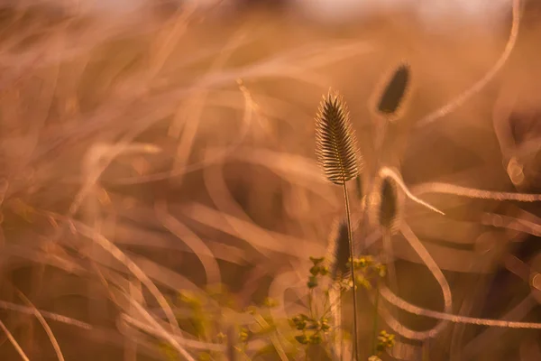 Una Espiguilla Suave Entre Hierba Hierba Plumas Estepa Cerca Por — Foto de Stock